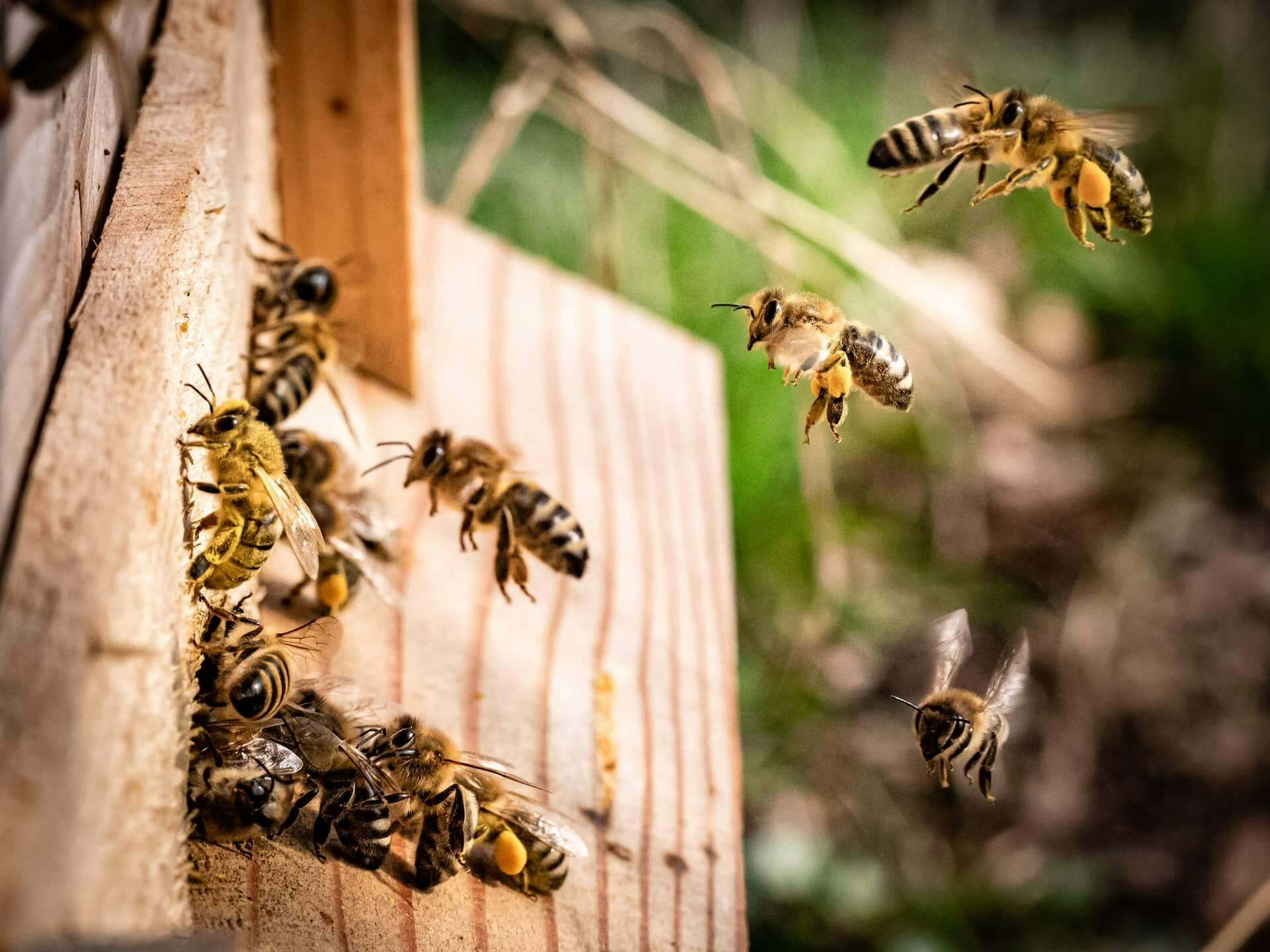 Važnost pčela: ključna komponenta našeg ekosistema