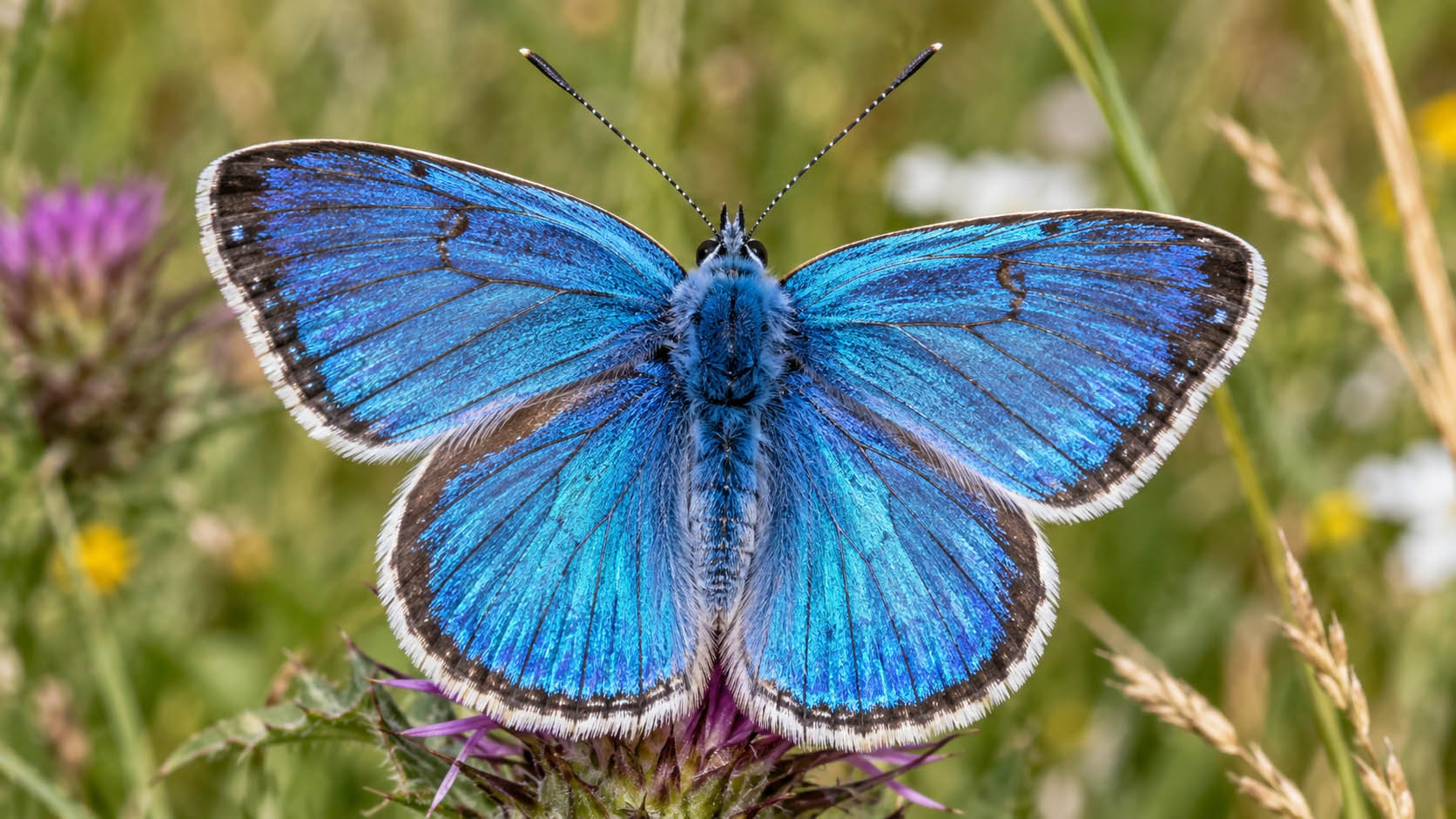 strukturna boja, leptirova krila, krljušti, pigment, svetlost, nanostruktura, optički efekat, talasna dužina, refleksija TAGS OBJASNI, strukturna boja, leptirova krila, svetlost